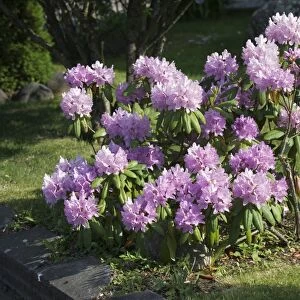 Cultivated Rhododendron (Rhododendron sp. ) flowering in garden