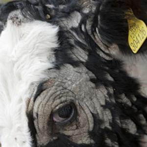 Dairy farming, young dairy heifer, with Ringworm infection, close-up of head, North Yorkshire, England, November