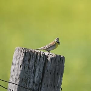 Dickcissel (Spiza americana) adult male, breeding plumage, singing, perched on fencepost in prairie, North Dakota