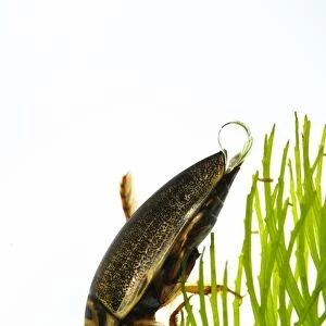 Diving Beetle (Rhantus frontalis) adult, with air bubble protruding from elytra, clambering over pondweed