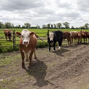 Domestic Cattle, beef herd, standing at gateway in pasture, near Whittlesey, Cambridgeshire, England, May