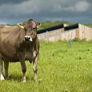 Domestic Cattle, Brown Swiss dairy cow, standing in pasture, Dumfries, Dumfries and Galloway, Scotland, June