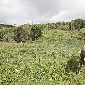 Domestic Cattle, cow standing in slash and burn forest clearance, Alcoy Forest, Cebu Island, Philippines