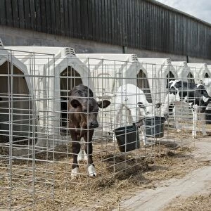 Domestic Cattle, Holstein dairy calves, standing in calf hutches, Flintshire, North Wales, july