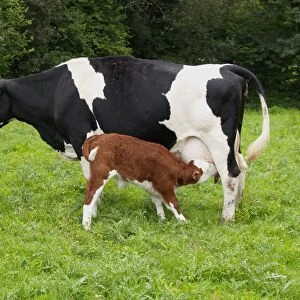 Domestic Cattle, Holstein Friesian cow with Hereford cross calf suckling, standing in pasture, Devon, England
