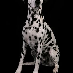 Domestic Dog, Dalmatian, adult male, sitting