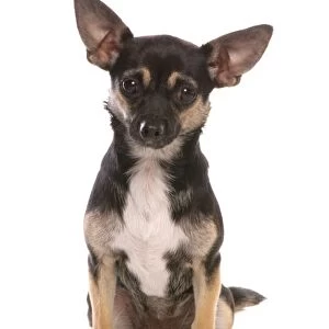 Domestic Dog, Jack Chi (Chihuahua x Jack Russell Terrier), adult female, sitting