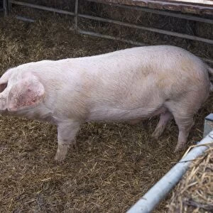Domestic Pig, British Lop, boar, standing on straw in pen, Rotherham, South Yorkshire, England, February