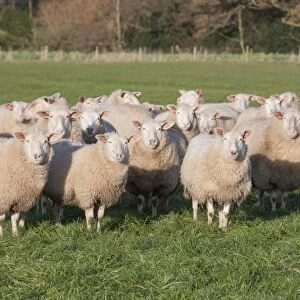 Domestic Sheep, Friesland milking sheep replacements, flock standing in pasture, Lancashire, England, November