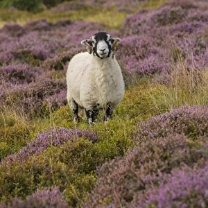Domestic Sheep, Swaledale ewe, standing amongst flowering heather, Harrisend Fell, near Oakenclough, Lancashire