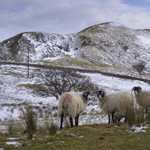 Domestic Sheep, Swaledale ewes, standing in snow covered upland pasture, Higher Fencewood Farm, Whitewell, Lancashire