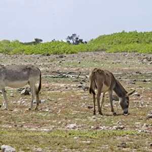 Donkey, two feral adults, grazing, Bonaire, Leeward Antilles, Lesser Antilles, Caribbean