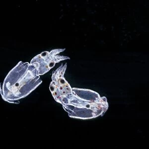 Dwarf Squid (Alloteuthis subulata) Young just hatched / x 3