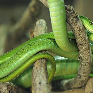 Eastern Green Mamba (Dendroaspis angusticeps) adult pair, coiled on branches, South Africa
