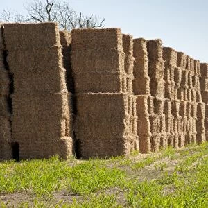Elephant Grass (Miscanthus x giganteus) crop, stack of straw bales in field, Tyrley, Market Drayton, Shropshire