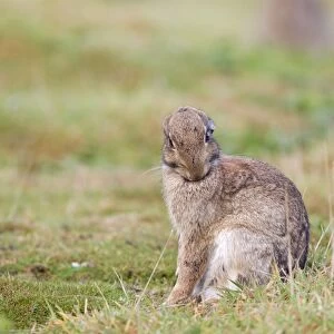 European Rabbit (Oryctolagus cuniculus) adult, grooming, Minsmere RSPB Reserve, Suffolk, England, October