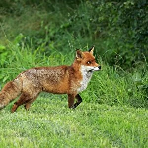 European Red Fox (Vulpes vulpes) adult, standing on grass, Surrey, England, July (captive)
