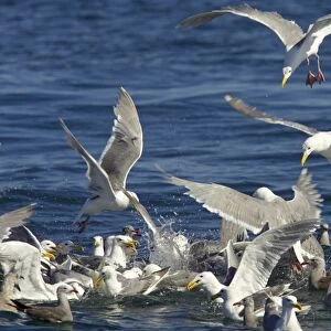 Glaucous-winged Gull (Larus glaucescens) and Heermann's Gull (Larus heermanni) flock, feeding on bait ball near surface of water, Strait of Juan de Fuca, Washington State, U. S. A