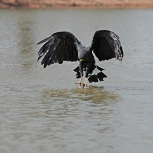 Great Black Hawk (Buteogallus urubitinga) adult, in flight, catching dead fish from river surface, Pixaim River, Mato Grosso, Brazil, september