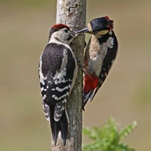 Greater Spotted Woodpecker (Dendrocopus major) adult male feeding juvenile, clinging to dead branch, Norfolk, England
