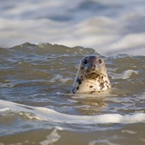 Grey Seal (Halichoerus grypus) adult female, head looking out from sea, Norfolk, England, november