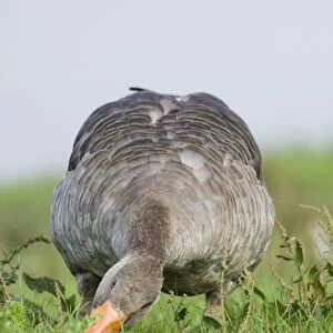 Greylag Goose (Anser anser) adult, feeding, grazing on grass, Cley, North Norfolk, England, summer