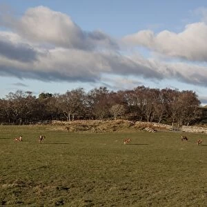 Group of Red Deer stags at Ardlussa on the Isle of Jura - Scotland