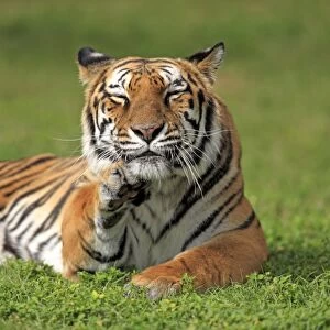 Indian Tiger (Panthera tigris tigris) adult, grooming chin, captive