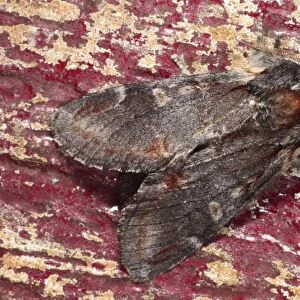 Iron Prominent Moth (Notodonta dromedarius) adult, resting on on old doorframe with flaking paint, Powys, Wales, june