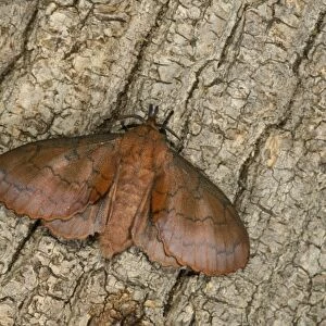 Lappet Moth (Gastropacha quercifolia) adult, resting on tree trunk, Oxfordshire, England, July