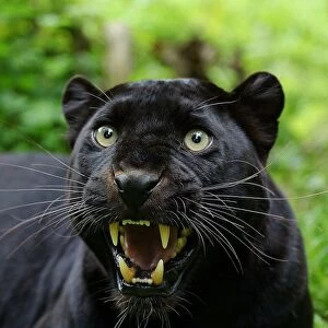 Leopard (Panthera pardus) Black Panther melanistic form, adult, snarling, close-up of head, captive