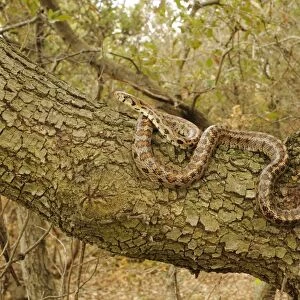 Leopard Snake (Zamenis situla) adult, on branch in tree, Croatia, april
