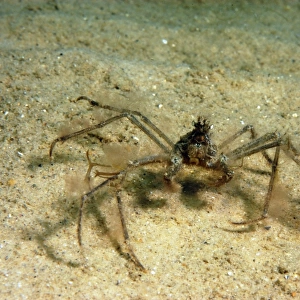 Long-legged Spider Crab (Macropodia sp. ) adult, covered with algae for camouflage, on sandy seabed, Studland Bay