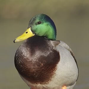 Mallard Duck (Anas platyrhynchos) adult male, standing on surface of frozen lake, West Yorkshire, England, february