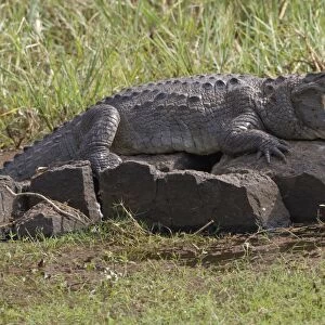 Marsh Crocodile (Crocodylus palustris) adult, with mouth open, resting on rock in water, Ranthambore N. P. Rajasthan, India