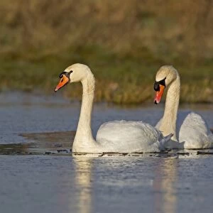 Mute Swan (Cygnus olor) adult pair, swimming on partially frozen pond, Suffolk, England, December