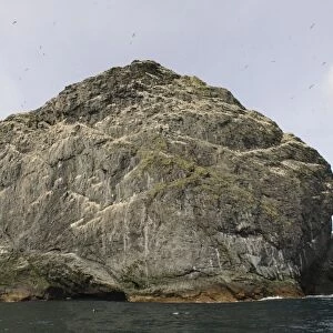 Northern Gannet (Morus bassanus) nesting colony, St. Kilda, Outer Hebrides, Scotland, July