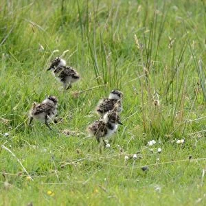Northern Lapwing (Vanellus vanellus) four two-three day old chicks, standing in grass, Wester Ross, Ross and Cromarty