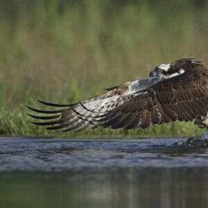 Osprey (Pandion haliaetus) adult, in flight, taking off from loch with trout prey in talons, Aviemore, Cairngorms N. P