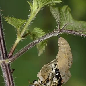 Painted Lady (Vanessa cardui) adult, emerging from pupa, hanging from stinging nettle leaf, Oxfordshire, England, July