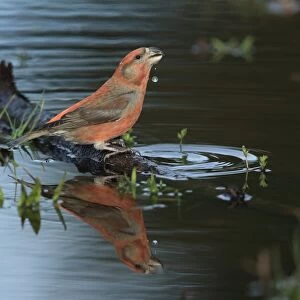 Parrot Crossbill (Loxia pytyopsittacus) adult male, drinking at pool, Norfolk, England, March
