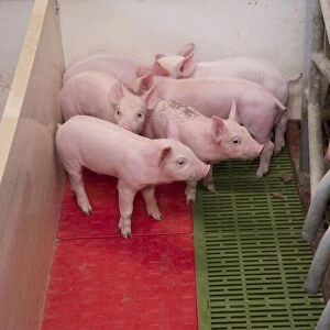 Pig farming, sow with piglets on heated pad in farrowing crate, in indoor unit, Lancashire, England, November
