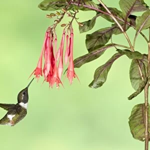Purple-throated Woodstar (Calliphlox mitchellii) adult male, in flight, hovering at flower in montane rainforest