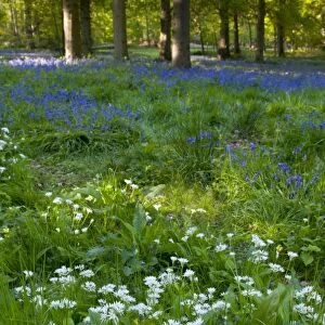 Ramsons (Allium ursinum) and Bluebell (Endymion non-scriptus) flowering, in woodland habitat, Norfolk, England, may
