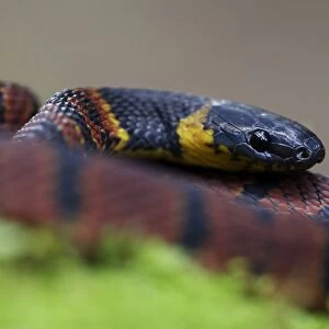 Red Coffee Snake (Ninia sebae) adult male, close-up of head, in cloudforest, Cusuco N. P