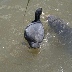 Red-knobbed Coot (Fulica cristata) adult, competing for food with Common Carp (Cyprinus carpio)
