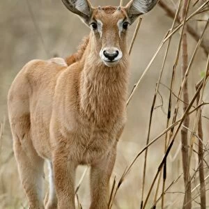 Roan Antelope (Hippotragus equinus) calf, standing in dry woodland, Fatalah Reserve, Senegal, january