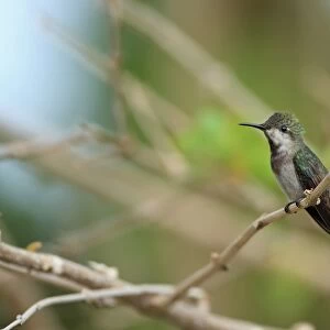 Ruby-topaz Hummingbird (Chrysolampis mosquitus) adult female, perched on twig, Trinidad, Trinidad and Tobago, March