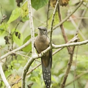 Rusty-breasted Cuckoo (Cacomantis sepulcralis) adult, perched on branch, Alcoy Forest, Cebu Island, Philippines