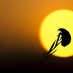 Seven-spot Ladybird (Coccinella septempunctata) adult, silhouetted at sunset, Sheffield, South Yorkshire, England, august